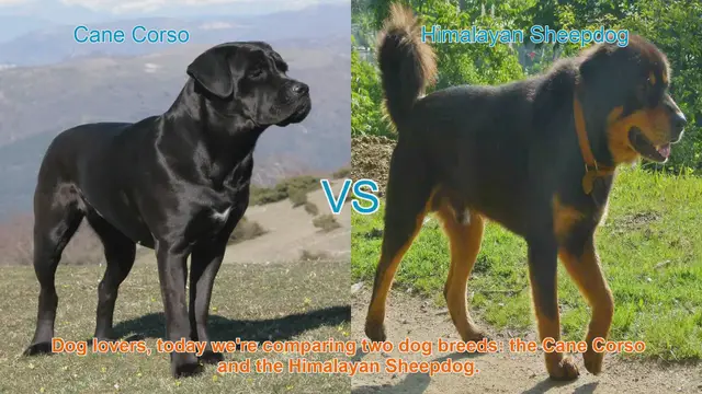 Video thumbnail for Cane Corso vs. Himalayan Sheepdog: A Comparison of Two Remarkable Dog Breeds