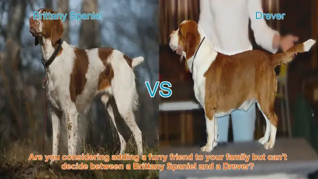 Video thumbnail for Brittany Spaniel vs. Drever: Choosing the Right Dog Breed for Your Family