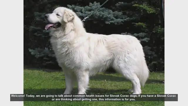Video thumbnail for Common Health Issues in Slovak Cuvac Dogs: What You Need to Know