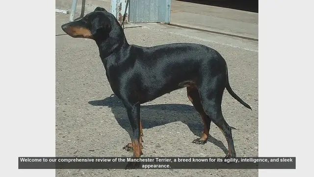 Video thumbnail for Manchester Terrier: Pros and Cons of This Energetic Breed