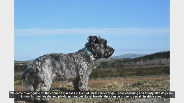 Video thumbnail for Common Health Issues in Glen of Imaal Terriers: A Comprehensive Guide