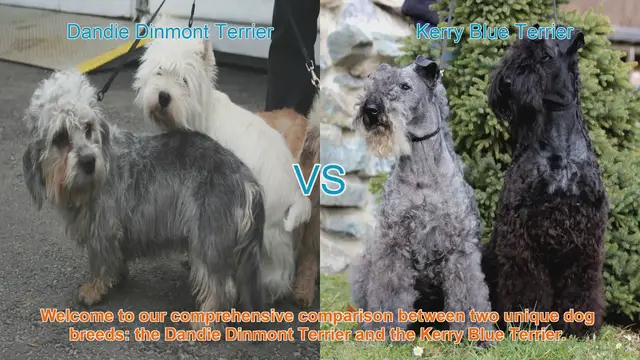 Video thumbnail for Comparing Dandie Dinmont Terrier vs. Kerry Blue Terrier: Origins, Appearance, Temperament, and More