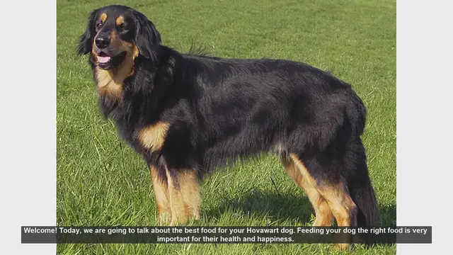 Video thumbnail for Best Food for Your Hovawart Dog: Essential Nutrition Tips