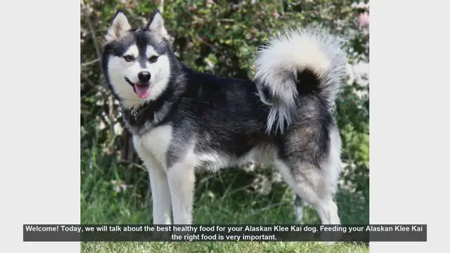 Video thumbnail for Best Healthy Food for Your Alaskan Klee Kai Dog