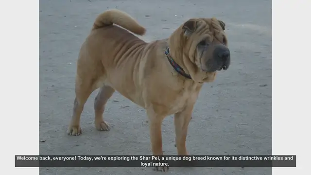 Video thumbnail for Shar Pei Dog Breed: Pros and Cons of Owning This Unique Pet