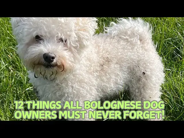 Video thumbnail for 12 Things All Bolognese Dog Owners Must Never Forget! 🐕✨