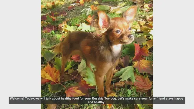 Video thumbnail for Healthy Food Tips for Your Russkiy Toy Dog