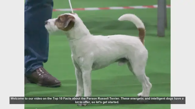Video thumbnail for Top 10 Facts About the Parson Russell Terrier
