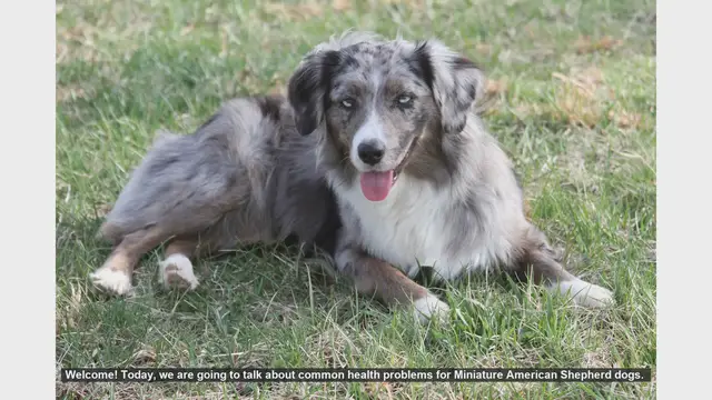 Video thumbnail for Common Health Problems in Miniature American Shepherds