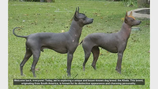 Video thumbnail for Discovering the Khala: Pros and Cons of This Unique Dog Breed