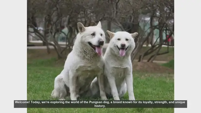 Video thumbnail for Top 10 Fascinating Facts About the Pungsan Dog