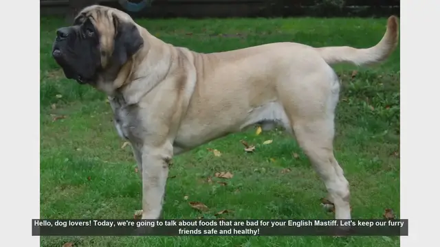Video thumbnail for Foods to Avoid for Your English Mastiff: Keep Your Dog Safe!