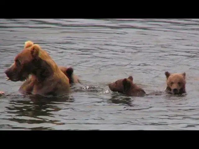 Video thumbnail for Mother Bear Leaves Exhausted Cubs to Drown, but Watch What Happens Then