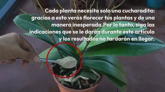 'Video thumbnail for Cada planta necesita solo una cucharadita: hará que todo florezca brillantemente.'