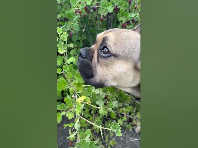 Video thumbnail for #frenchbulldog my cuties is a vegetarian #puppy