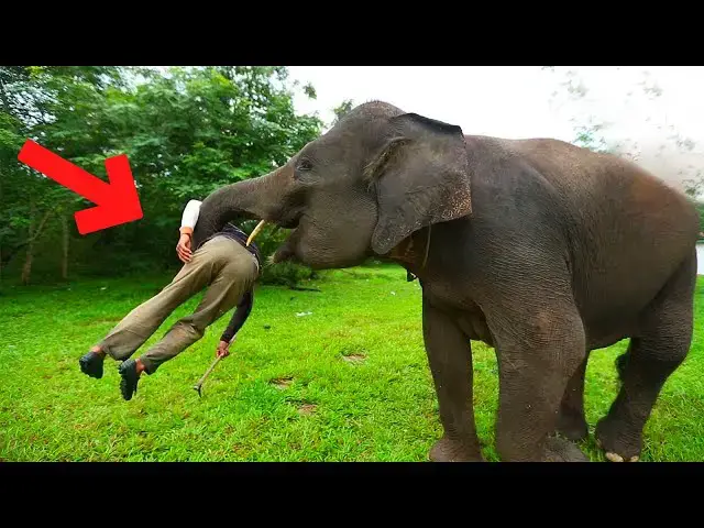 Video thumbnail for Elephant sees his nanny again after 9 years but his reaction was unexpected
