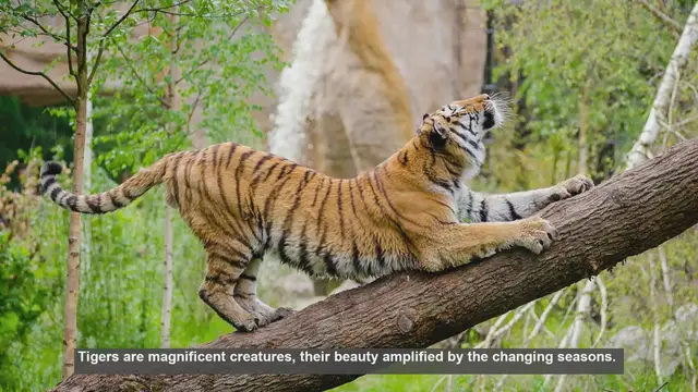Video thumbnail for 10 Photos of Tigers Across Seasons