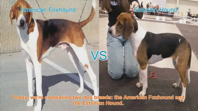 Video thumbnail for American Foxhound vs. Estonian Hound: A Comprehensive Comparison