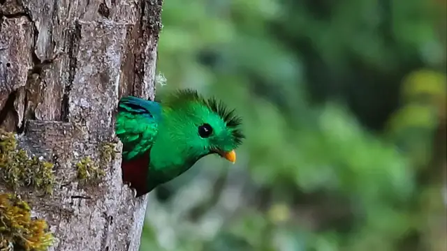 Video thumbnail for Los Quetzales Nationalpark | Costa Rica