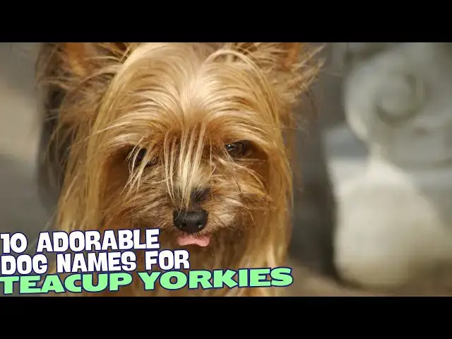 Video thumbnail for 10 Adorable Dog Names for Teacup Yorkies 🐾