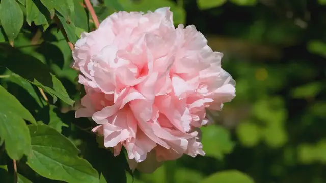 Video thumbnail for How to Grow Peonies at Home