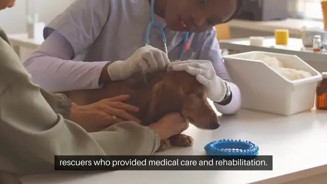 'Video thumbnail for Adopting a Pet Stories of Second Chances'