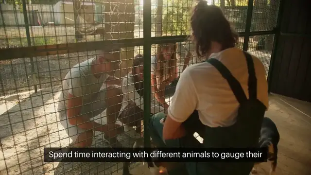 'Video thumbnail for Adopting a Pet Tips from Adopters'