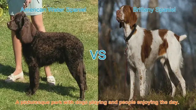 Video thumbnail for American Water Spaniel vs. Brittany Spaniel: A Breed Comparison