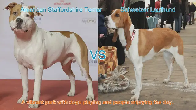 Video thumbnail for American Staffordshire Terrier vs. Schweizer Laufhund: A Breed Comparison