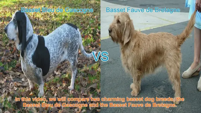 Video thumbnail for Comparing Basset Bleu de Gascogne and Basset Fauve de Bretagne: A Guide to Charming Dog Breeds