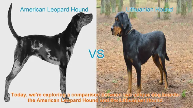 Video thumbnail for American Leopard Hound vs. Lithuanian Hound: A Comprehensive Comparison