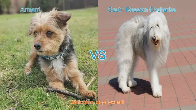 Video thumbnail for Armant vs. South Russian Ovcharka: A Comprehensive Breed Comparison