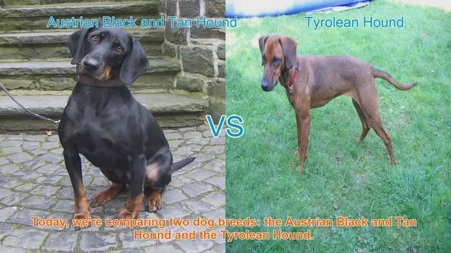 Video thumbnail for Austrian Black and Tan Hound vs. Tyrolean Hound: A Comparison