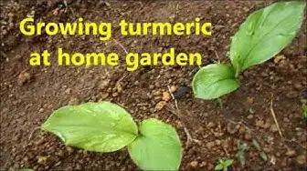 Video thumbnail for Growing turmeric at home garden / Growing turmeric plant from rhizomes