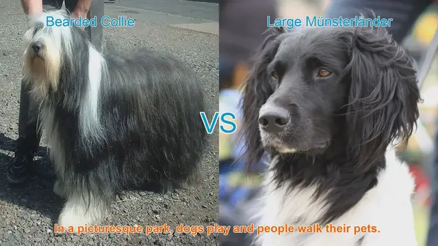 Video thumbnail for Comparing Bearded Collie and Large Münsterländer: Long-Haired Dog Breeds