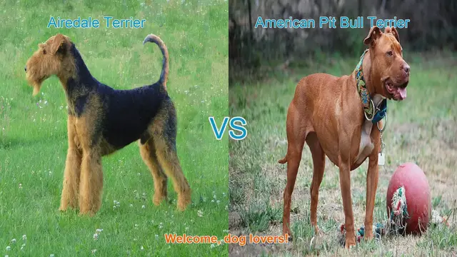 Video thumbnail for Airedale Terrier vs. American Pit Bull Terrier: A Comprehensive Comparison