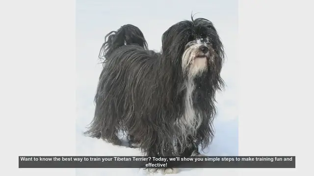 Video thumbnail for Effective Training Tips for Your Tibetan Terrier