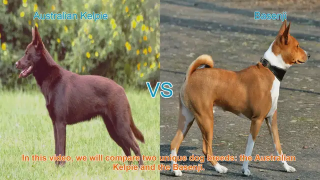 Video thumbnail for Australian Kelpie vs. Basenji: A Breed Comparison