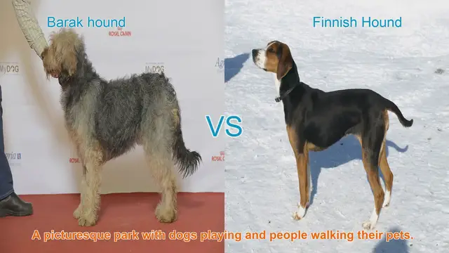 Video thumbnail for Barak Hound vs. Finnish Hound: A Comparative Guide
