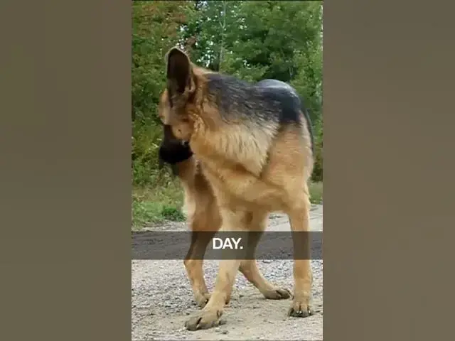 Video thumbnail for Plus, a well-brushed German Shepherd sports a glossy, fluffy coat that's sure to turn heads.