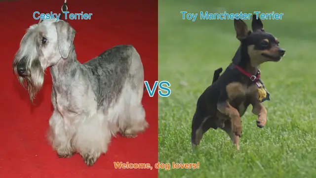 Video thumbnail for Cesky Terrier vs. Toy Manchester Terrier: A Comprehensive Comparison
