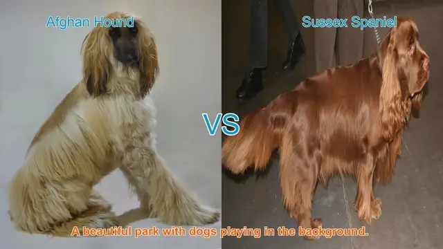 Video thumbnail for Afghan Hound vs. Sussex Spaniel: A Comparison of Two Unique Dog Breeds