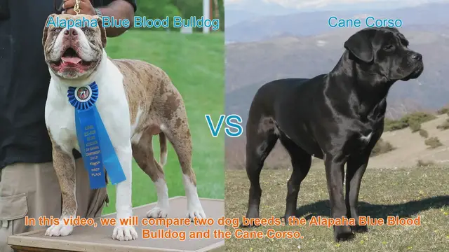 Video thumbnail for Alapaha Blue Blood Bulldog vs. Cane Corso: Breed Comparison Guide