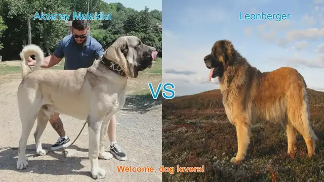 Video thumbnail for Aksaray Malaklisi vs. Leonberger: A Comparison of Majestic Dog Breeds