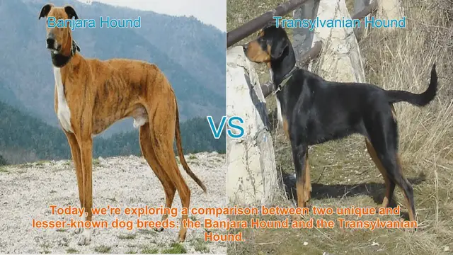 Video thumbnail for Banjara Hound vs. Transylvanian Hound: A Comparative Guide