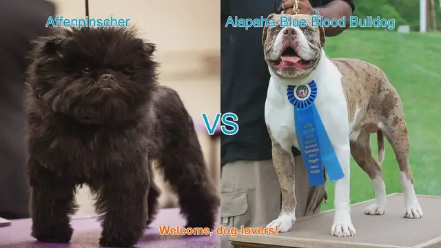 Video thumbnail for Affenpinscher vs. Alapaha Blue Blood Bulldog: A Comparative Guide