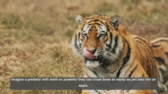 Video thumbnail for 10 Incredible Facts About Tiger Teeth