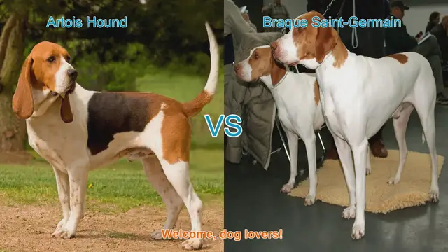 Video thumbnail for Artois Hound vs. Braque Saint-Germain: A Detailed Comparison
