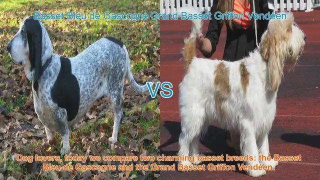 Video thumbnail for Comparing Basset Bleu de Gascogne and Grand Basset Griffon Vendéen: A Guide for Dog Lovers