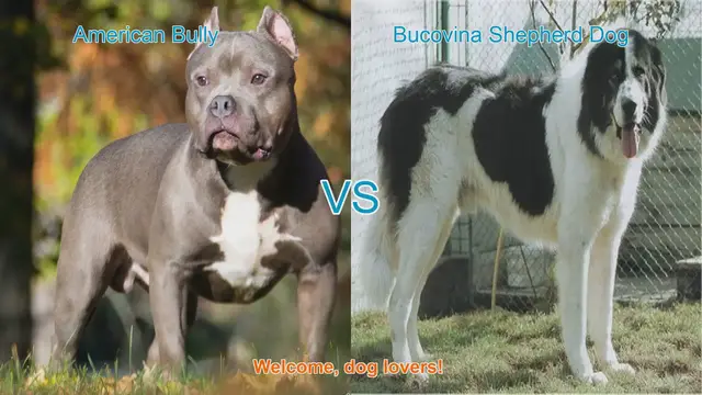 Video thumbnail for American Bully vs. Bucovina Shepherd Dog: A Breed Comparison